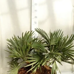 Trithrinax Campestris - Stam 20+ Cm - Totale Hoogte 80-90 Cm - Pot Ø 55 Cm [pallet]