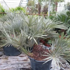 Trithrinax Campestris - Stam 15-25 Cm - Totale Hoogte 100-120 Cm - Pot Ø 50 Cm [pallet]