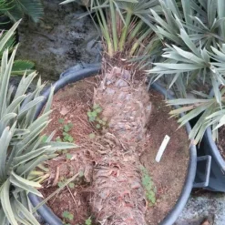 Trithrinax Campestris - Stam 30-40 Cm - Totale Hoogte 110-130 Cm - Pot Ø 60 Cm [pallet] -Flora Hart Verkoopwinkel 1943458707