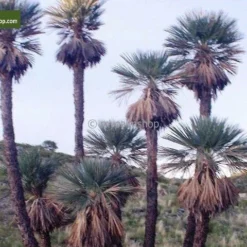 Trithrinax Campestris - Stam 30-40 Cm - Totale Hoogte 110-130 Cm - Pot Ø 60 Cm [pallet] -Flora Hart Verkoopwinkel 1943458710