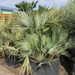 Nannorrhops Sp. Silver Iran - Stam 50-70 Cm - Totale Hoogte 200+ Cm - Pot Ø 100 Cm [pallet] -Flora Hart Verkoopwinkel 1943730192