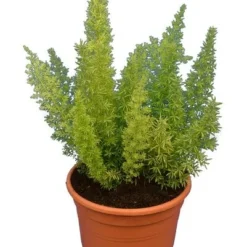 Asparagus Meyeri - Pot 17 Cm