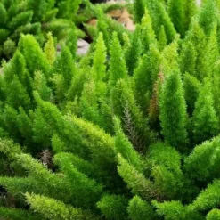 Asparagus Meyeri - Pot 17 Cm -Flora Hart Verkoopwinkel 1946630226