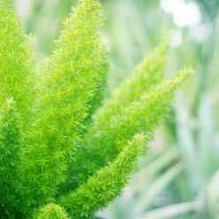 Asparagus Meyeri - Pot 17 Cm -Flora Hart Verkoopwinkel 1946630229