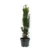 Taxus Baccata Fastigiata Robusta - Totale Hoogte 60-80 Cm - Pot 3 Ltr 2 Taxus Baccata Fastigiata Robusta - Totale Hoogte 60-80 Cm - Pot 3 Ltr -Flora Hart Verkoopwinkel 1946664075