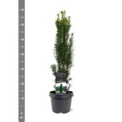 Taxus Baccata Fastigiata Robusta - Totale Hoogte 60-80 Cm - Pot 3 Ltr -Flora Hart Verkoopwinkel 1946664081