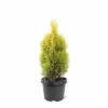 Thuja Occidentalis Golden Smaragd - Totale Hoogte 90-110 Cm - Pot 3 Ltr 1 Thuja Occidentalis Golden Smaragd - Totale Hoogte 90-110 Cm - Pot 3 Ltr -Flora Hart Verkoopwinkel 1947431007