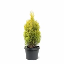 Thuja Occidentalis Golden Smaragd - Totale Hoogte 90-110 Cm - Pot 3 Ltr