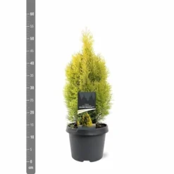 Thuja Occidentalis Golden Smaragd - Totale Hoogte 90-110 Cm - Pot 3 Ltr -Flora Hart Verkoopwinkel 1947431013