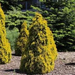 Thuja Occidentalis Golden Smaragd - Totale Hoogte 90-110 Cm - Pot 3 Ltr -Flora Hart Verkoopwinkel 1947431016