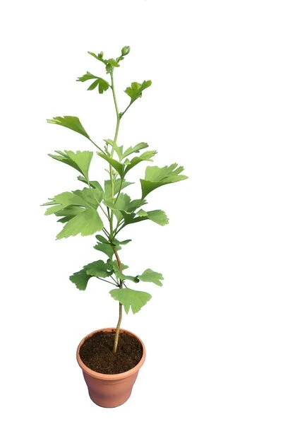 Ginkgo Biloba - Pot Ø 19 Cm 3 Ginkgo Biloba - Pot Ø 19 Cm