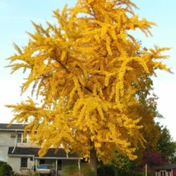 Ginkgo Biloba - Pot Ø 19 Cm 7 Ginkgo Biloba - Pot Ø 19 Cm -Flora Hart Verkoopwinkel 1947438873