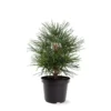 Sciadopitys Verticilata - Totale Hoogte 40-60 Cm - Pot 3 Ltr