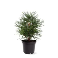 Sciadopitys Verticilata - Totale Hoogte 40-60 Cm - Pot 3 Ltr
