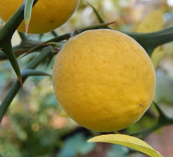 Poncirus Trifoliata - Totale Hoogte 70-90 Cm - Pot Ø 22 Cm 3 Poncirus Trifoliata - Totale Hoogte 70-90 Cm - Pot Ø 22 Cm