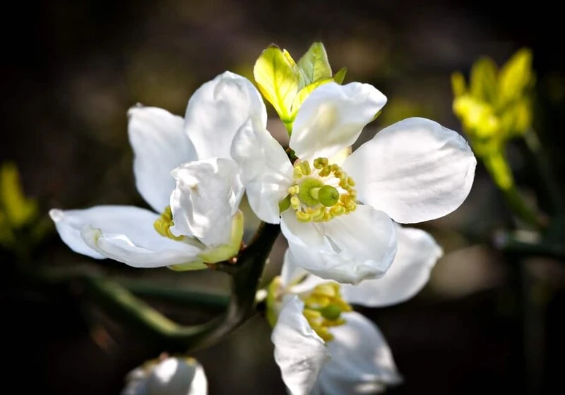 Poncirus Trifoliata - Totale Hoogte 70-90 Cm - Pot Ø 22 Cm 4 Poncirus Trifoliata - Totale Hoogte 70-90 Cm - Pot Ø 22 Cm - Afbeelding 2