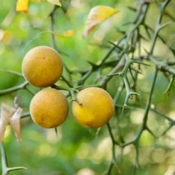 Poncirus Trifoliata - Totale Hoogte 70-90 Cm - Pot Ø 22 Cm 8 Poncirus Trifoliata - Totale Hoogte 70-90 Cm - Pot Ø 22 Cm -Flora Hart Verkoopwinkel 1950444057