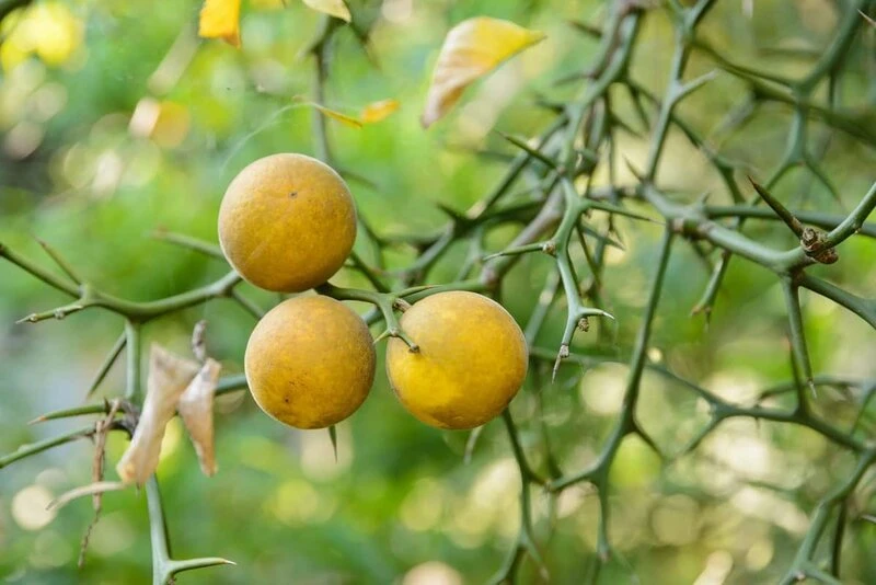 Poncirus Trifoliata - Totale Hoogte 70-90 Cm - Pot Ø 22 Cm 5 Poncirus Trifoliata - Totale Hoogte 70-90 Cm - Pot Ø 22 Cm - Afbeelding 3