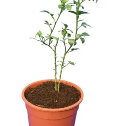 Poncirus Trifoliata - Totale Hoogte 70-90 Cm - Pot Ø 22 Cm 9 Poncirus Trifoliata - Totale Hoogte 70-90 Cm - Pot Ø 22 Cm -Flora Hart Verkoopwinkel 1950444060