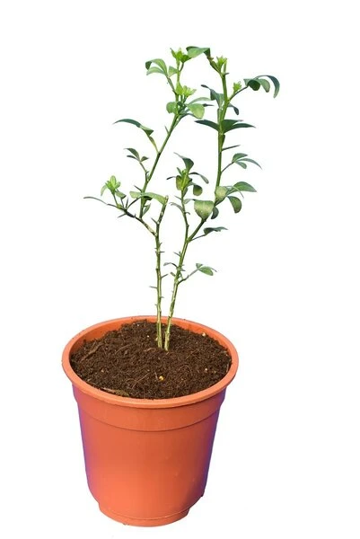 Poncirus Trifoliata - Totale Hoogte 70-90 Cm - Pot Ø 22 Cm 6 Poncirus Trifoliata - Totale Hoogte 70-90 Cm - Pot Ø 22 Cm - Afbeelding 4