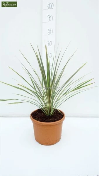 Cordyline Australis Torbay Dazzler Totale Hoogte 60-80 Cm 3 Cordyline Australis Torbay Dazzler Totale Hoogte 60-80 Cm