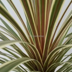 Cordyline Australis Torbay Dazzler Totale Hoogte 60-80 Cm 5 Cordyline Australis Torbay Dazzler Totale Hoogte 60-80 Cm -Flora Hart Verkoopwinkel 1951311858