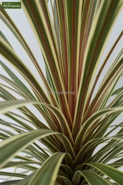 Cordyline Australis Torbay Dazzler Totale Hoogte 60-80 Cm 4 Cordyline Australis Torbay Dazzler Totale Hoogte 60-80 Cm - Afbeelding 2