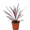 Cordyline Australis Paso Doble - Pot 21 Cm -Flora Hart Verkoopwinkel 1951389432
