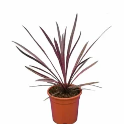 Cordyline Australis Paso Doble - Pot 21 Cm