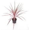 Cordyline Australis Paso Doble - Pot Ø 19 Cm -Flora Hart Verkoopwinkel 1951491387