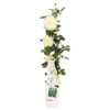 Rosa Crazy In Love Climbers Vanilla 2 Ltr 2 Rosa Crazy In Love Climbers Vanilla 2 Ltr -Flora Hart Verkoopwinkel 1951495431
