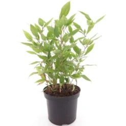 Shibataea Kumasaca - Totale Hoogte 40-60 Cm - Pot Ø 19 Cm