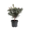 Pinus Pumila Glauca - Totale Hoogte 50-60 Cm - Pot 5 Ltr 2 Pinus Pumila Glauca - Totale Hoogte 50-60 Cm - Pot 5 Ltr -Flora Hart Verkoopwinkel 1954990977