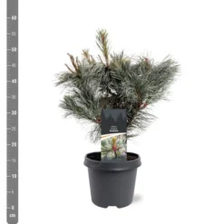 Pinus Pumila Glauca - Totale Hoogte 50-60 Cm - Pot 5 Ltr -Flora Hart Verkoopwinkel 1954990983