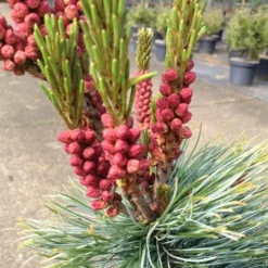 Pinus Pumila Glauca - Totale Hoogte 50-60 Cm - Pot 5 Ltr -Flora Hart Verkoopwinkel 1954990989