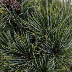 Pinus Pumila Glauca - Totale Hoogte 50-60 Cm - Pot 5 Ltr -Flora Hart Verkoopwinkel 1954990995