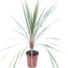 Cordyline Australis Torbay Dazzler - Totale Hoogte 80-100 Cm - Pot Γ 21 Cm 2 Cordyline Australis Torbay Dazzler - Totale Hoogte 80-100 Cm - Pot Γ 21 Cm -Flora Hart Verkoopwinkel 1958389134