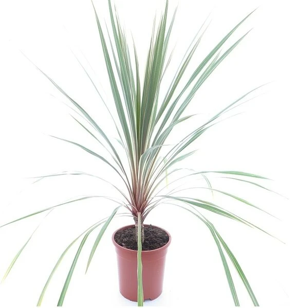 Cordyline Australis Torbay Dazzler - Totale Hoogte 80-100 Cm - Pot Ø 21 Cm 3 Cordyline Australis Torbay Dazzler - Totale Hoogte 80-100 Cm - Pot Ø 21 Cm