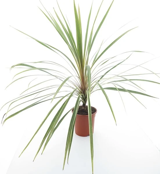 Cordyline Australis Torbay Dazzler - Totale Hoogte 80-100 Cm - Pot Ø 21 Cm 4 Cordyline Australis Torbay Dazzler - Totale Hoogte 80-100 Cm - Pot Ø 21 Cm - Afbeelding 2