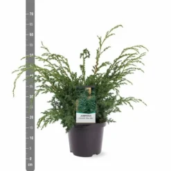 Juniperus Chinensis Blue Alps - Totale Hoogte 80-90 Cm - Pot 5 Ltr -Flora Hart Verkoopwinkel 1959298656