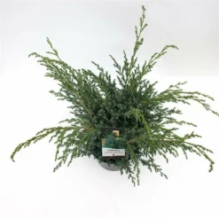 Juniperus Chinensis Blue Alps - Totale Hoogte 80-90 Cm - Pot 5 Ltr -Flora Hart Verkoopwinkel 1959298659