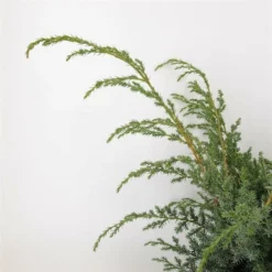 Juniperus Chinensis Blue Alps - Totale Hoogte 80-90 Cm - Pot 5 Ltr -Flora Hart Verkoopwinkel 1959298662