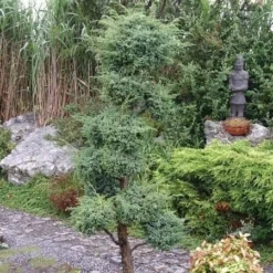 Juniperus Chinensis Blue Alps - Totale Hoogte 80-90 Cm - Pot 5 Ltr -Flora Hart Verkoopwinkel 1959298665