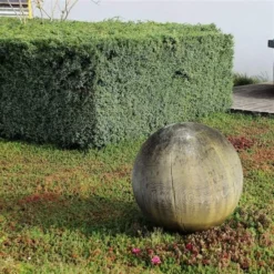 Juniperus Chinensis Blue Alps - Totale Hoogte 80-90 Cm - Pot 5 Ltr -Flora Hart Verkoopwinkel 1959298668