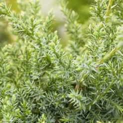 Juniperus Chinensis Blue Alps - Totale Hoogte 80-90 Cm - Pot 5 Ltr -Flora Hart Verkoopwinkel 1959298671