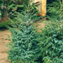 Juniperus Chinensis Blue Alps - Totale Hoogte 80-90 Cm - Pot 5 Ltr -Flora Hart Verkoopwinkel 1959298674