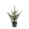 Picea Pungens Glauca - Totale Hoogte 60-80 Cm - Pot 5 Ltr -Flora Hart Verkoopwinkel 1959298881