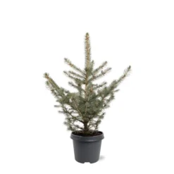 Picea Pungens Glauca - Totale Hoogte 60-80 Cm - Pot 5 Ltr