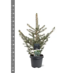 Picea Pungens Glauca - Totale Hoogte 60-80 Cm - Pot 5 Ltr -Flora Hart Verkoopwinkel 1959298890