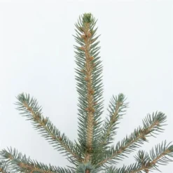 Picea Pungens Glauca - Totale Hoogte 60-80 Cm - Pot 5 Ltr -Flora Hart Verkoopwinkel 1959298893